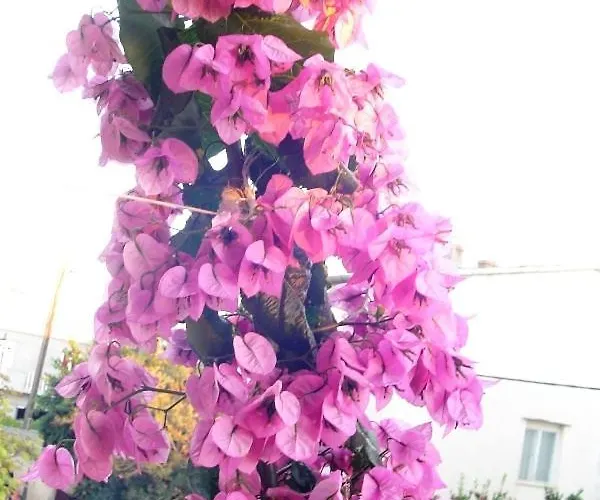 Апартаменты Ana&neso Пакоштане